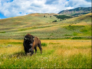 Wyoming